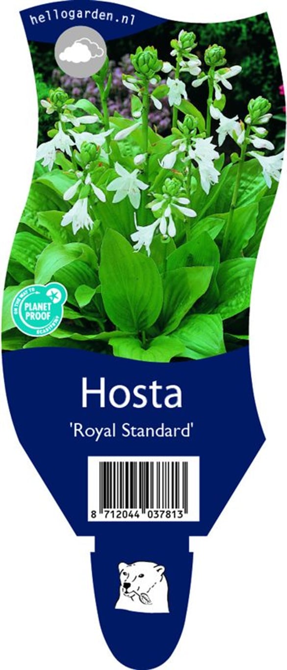 Hosta 'Royal Standard' - P11